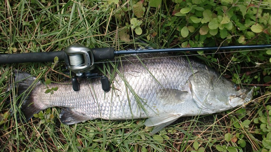 4 KG :cool: