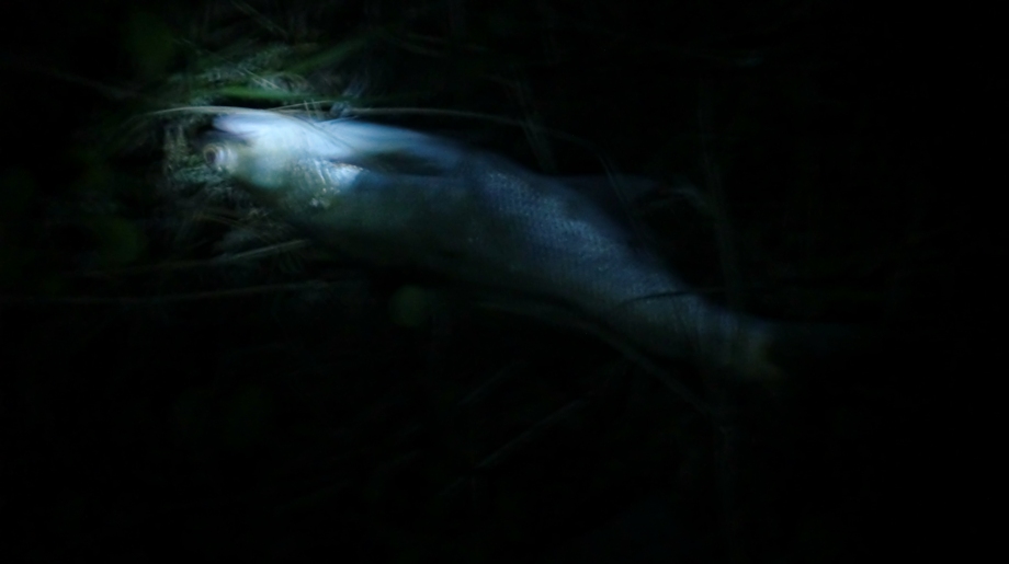ครึ่งคืนก็ยังไม่เจอกุเราใหญ่      แต่ผมจะตามต่อไป :sleeping: