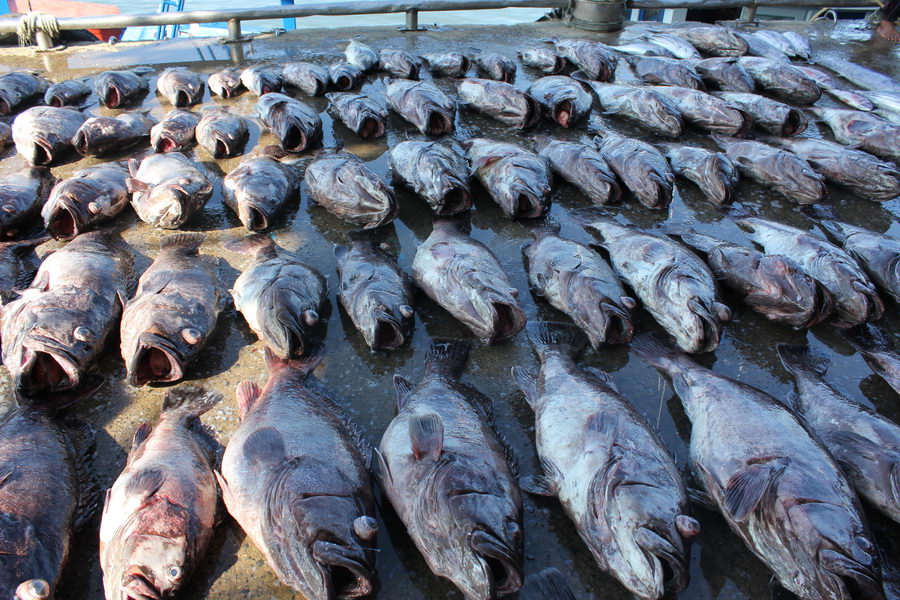 ในชีวิตการตกปลาทะเลกว่า 30 ปี ครั้งนี้ได้ปลามากที่สุด เฉพาะเเค่ชั่งขายมากกว่า 900 กิโล OMG !!!! 


