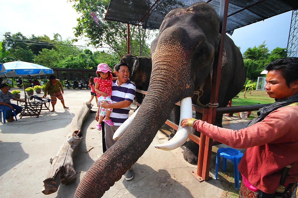  :cheer:


 [b]ช้างที่เข้าฉากหนังครับ..ดารานะเนีย[/b]      :laughing: