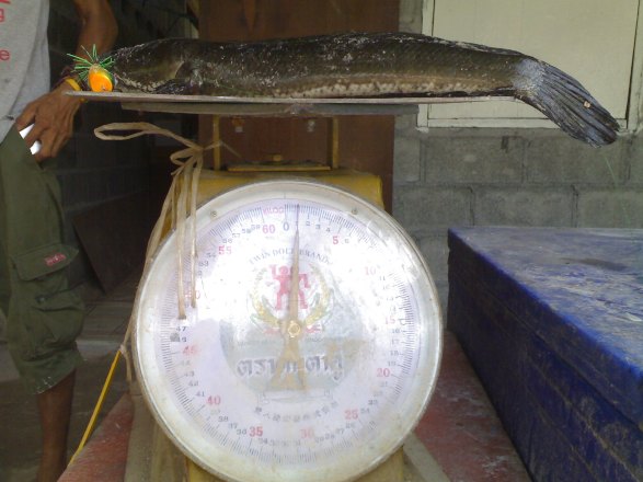 กลับถึงบ้านช่างน้ำหนัก1กิโลพอดีครับ