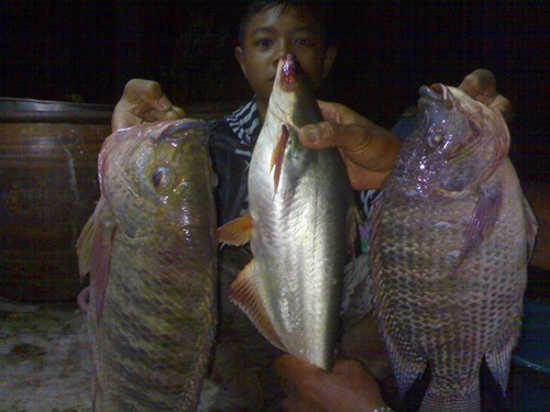สวัสดีครับน้า BULINO , lungberm ***
วันเดียวกันครับ เทียบขนาดกับน้อง F
 :cheer: :cheer: :cheer: :c