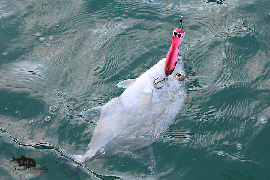 <<<<"กำพ่วน Small Trevally">>>>>