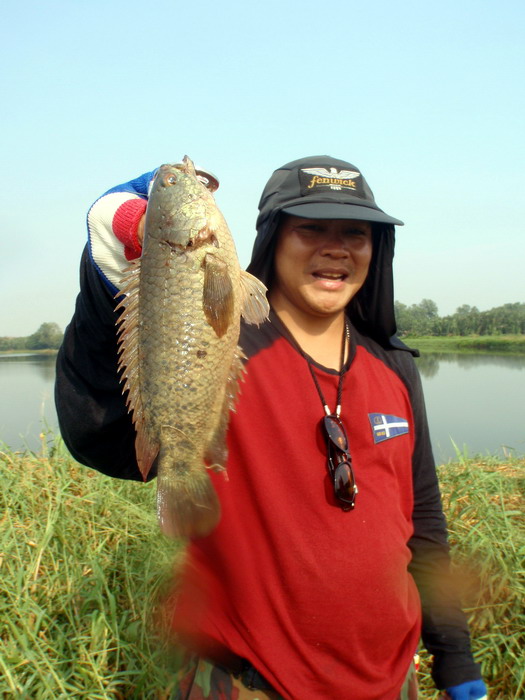 ปลา............หมอไทย สวย สวย  :laughing: :laughing: :laughing: :laughing: :laughing: :laughing: