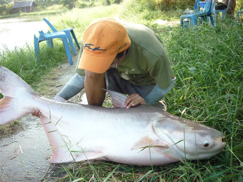 มันหนาอ้วน เหมือนปลาเงาน้ำอ่ะครับ   :ohh: :love: :love: :love: