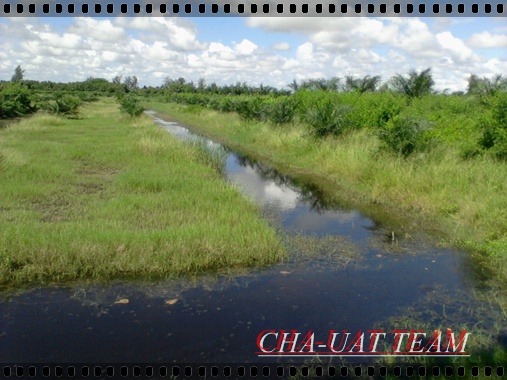 ช่อนล้วนๆครับการันตี(วังปลาช่อน2) :cheer: :cheer: :cheer: :cheer: :cheer: :cheer: