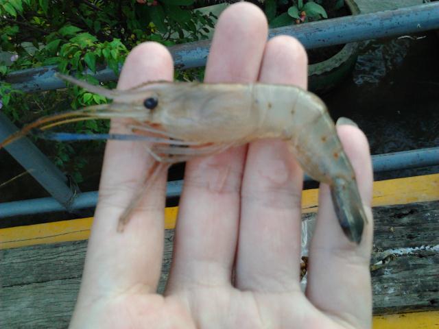 ส่วนน้องกุ้งก็ขอเอากลับหน่อยอุส่าไปโม้ให้ที่บ้านฟังว่าแถวนี้ก็มีกุ้งแม่น้ำจริงๆนะแต่ไม่มีใครเชื่อซัก