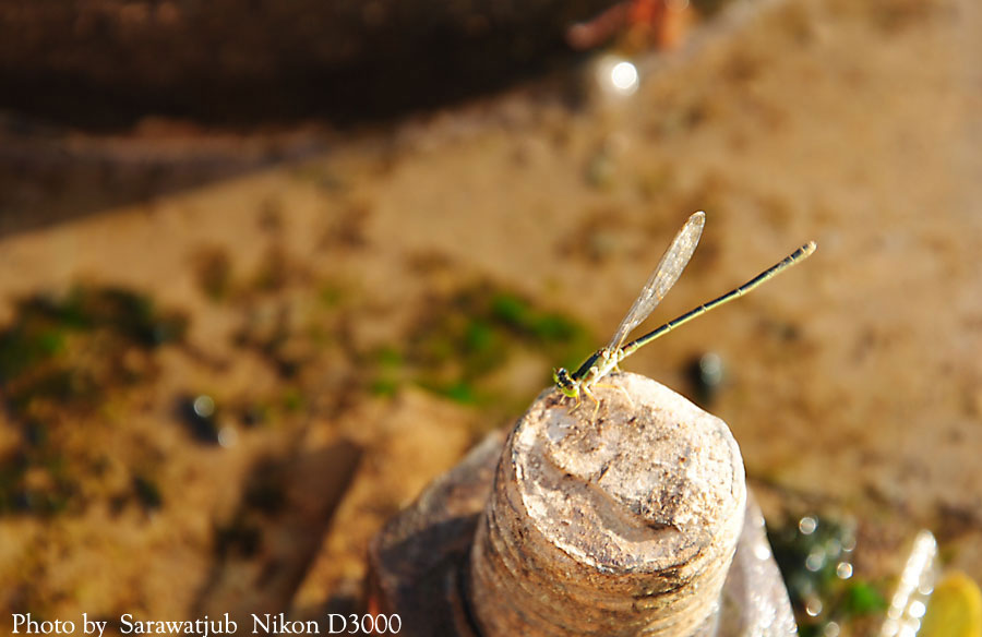 ถ่ายยากครับเพราะคลื่นมีตลอดจากเรือลำอื่นบ้าง   เราเองก็อยู่ในเรือคนเดียว