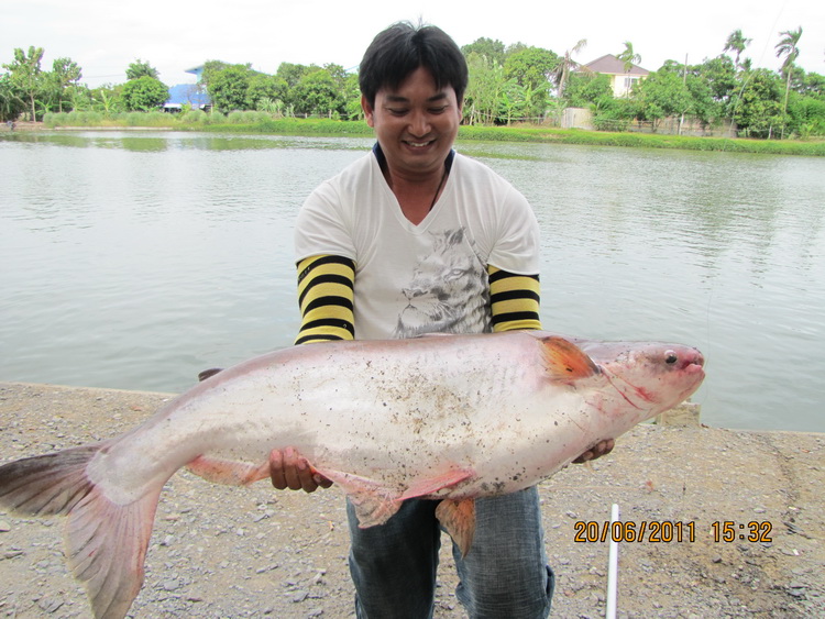 สวายใหญ่ ๆ เพียบ ไม่รู้หนีตามน้องน้ำไปอ่ะป่าว ? 