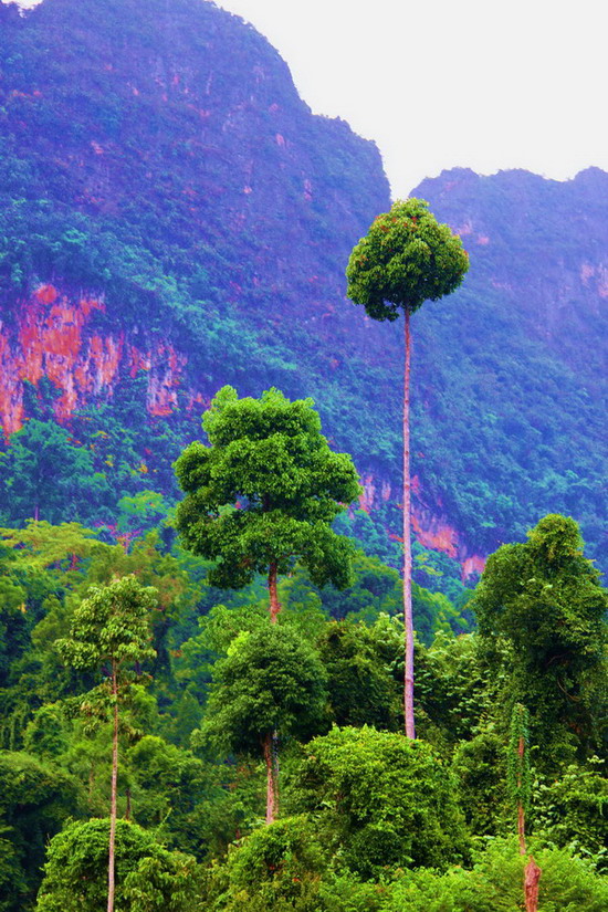   




 [center]มีพืชพรรณ   ให้เดินดู  ภูลังกา[/center]