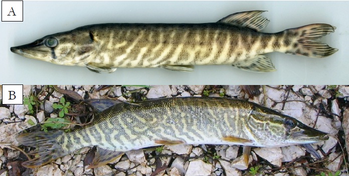 Esox cisalpinus (New species)