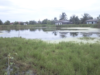 สภาพหมายครับ ที่ลุ่มน้ำขังประมาณหัวเข่ามีแหนและ สาหร่ายปกคลุม บางส่วน รอบๆเป็นต้นธูปฤษี