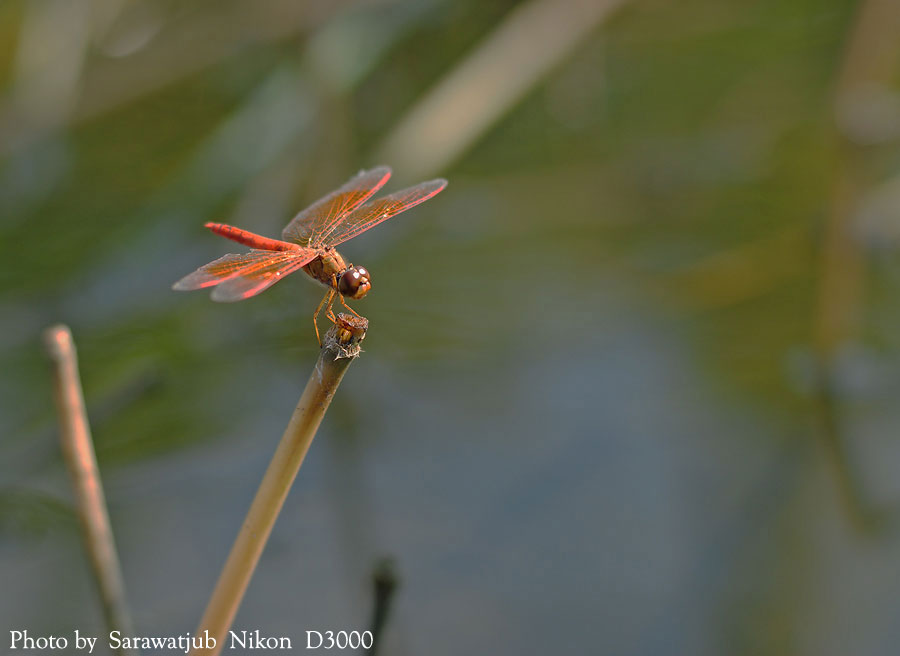 1/2  ส่วนใบหลังๆนี้ใช้   เลนส์   50 mm.  1.8  G  ครับ