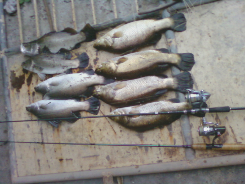 ปลารวม 2หมาย เหลือ8โดนเผาไป1 ... :grin: :grin: