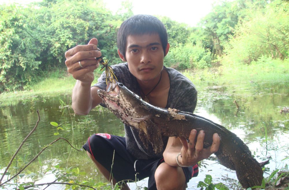 ส่วนตัวนี้เป็นปลาช่อนป่าเขื่อนป่าสักไซร์โลอัพ :umh:
