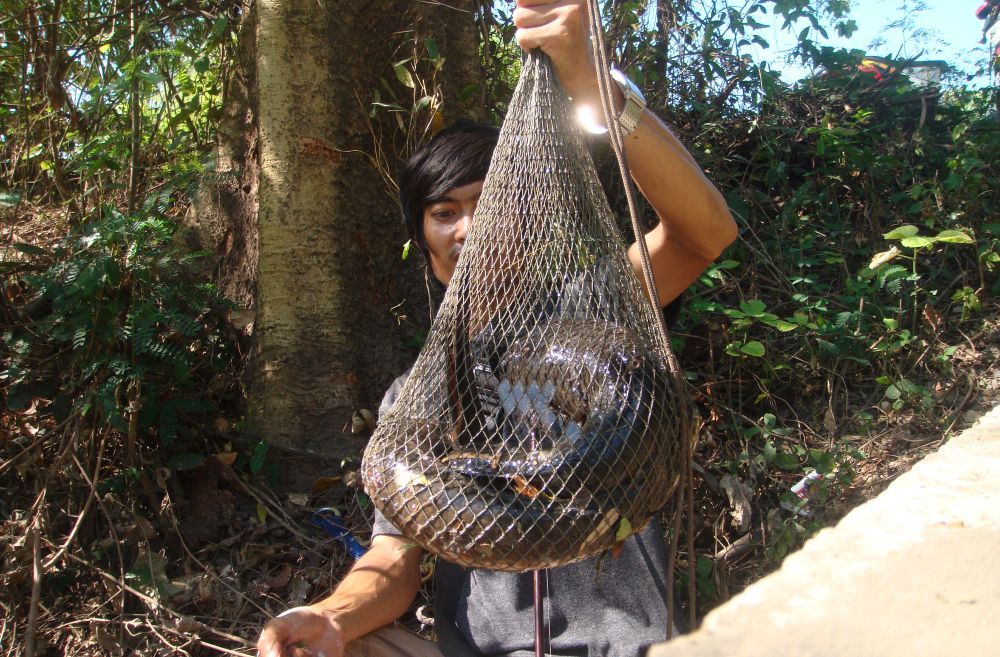 นั้นมันปลาช่อนหรืองูเหลือมครับเห็นแล้วอิจฉาเลย :ohh: :ohh: :ohh: :laughing:
