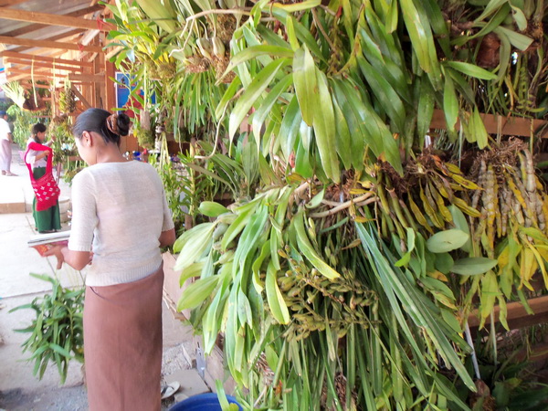 ผักกาดหอม..กับหัวชายเท้า..ชั่ยเปล่าเนอะ..หุหุ