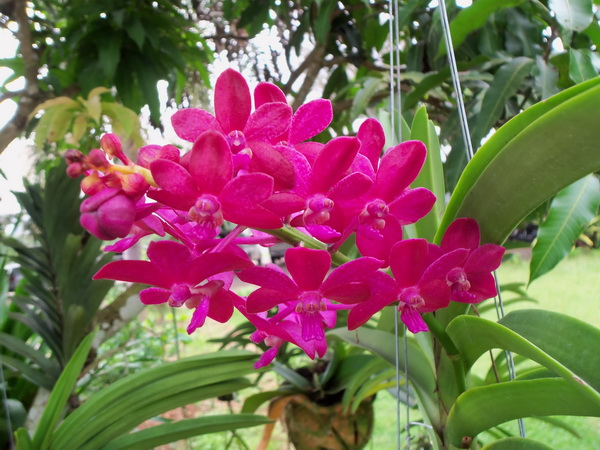 ลองไพล์kodak m 580