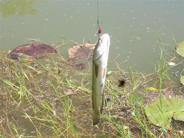 สวัสดีครับน้าPesce
ขอบคุณครับ