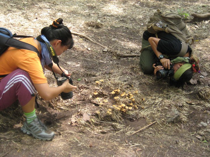 ภูกระดึง พฤษภาคม 2554