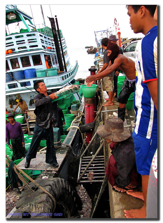 คนเรือกำลังขนปลากันขะมักเขม้น