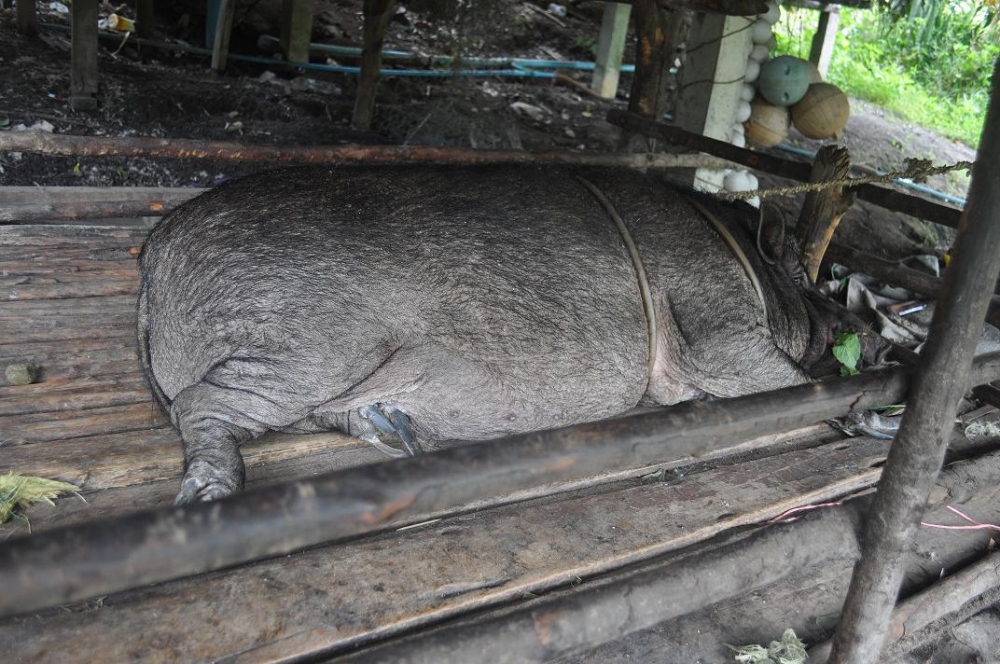เจอหมูแต่ไม่หมูอ่ะคับ