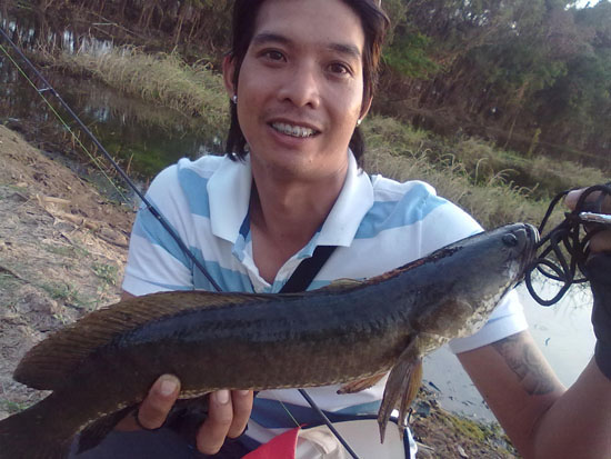 ปลาช่อนไชแบบนี้หาได้ไม่อยากครับ   มีแม้แต่ตามนา  น้ำตื่นก็มี
