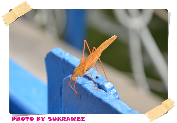 ที่แพมีตั๊กแตน สวยๆด้วย ผบ ถ่ามาให้ดู คร๊าบบ   :grin: :grin: :grin: :grin: :grin:
