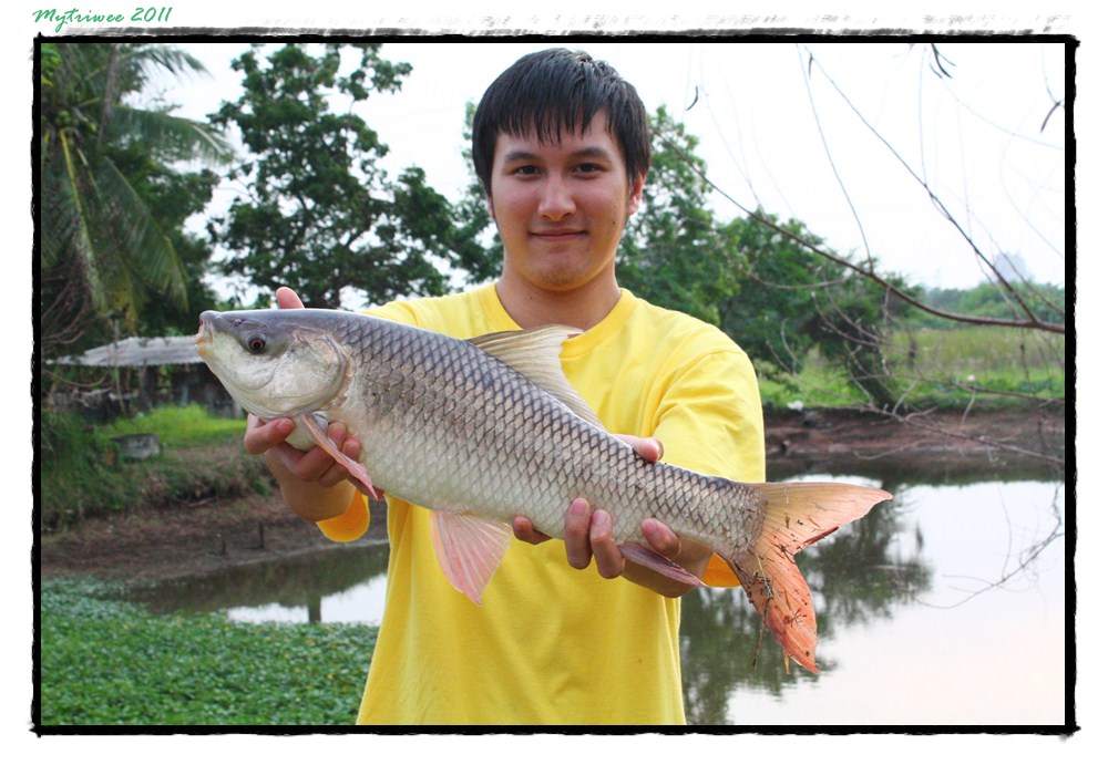 ตัวนี้บ่ออาหลานครับ :grin: