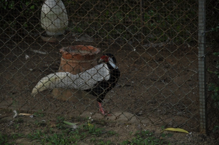 อันนี้ไก้ฟ้าหรือเปล่าไม่รู้