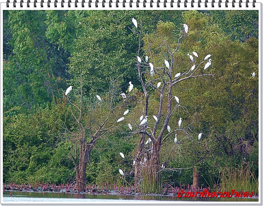                                                                           ครับ....หมายหลังโรงเรียนไม