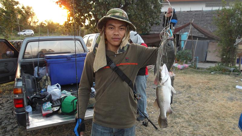 น้าท่านนี้จัดไป เมนูปลา 3 อย่างเลยครับ
ดูเอากันนะครับ ปลากระพงตัวเป็นโลเทียบกับปลานิลขนากใกล้เคียงก