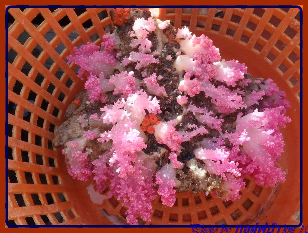 สีสันสวยงาม :grin: :grin: