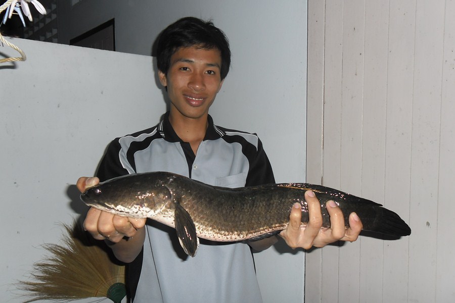 ขอโชว์ ของใหญ่ หนอย คับ.. 1.5 Kg  นายเเบบ  จ้า :cool: :cool: :cool: :cool: :cool: :cool: