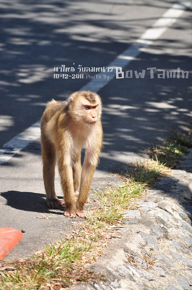 ไอ้นี่อยากกินมั่ง....