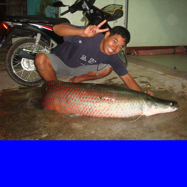 บางม้า สุ1000 ขอโชว์