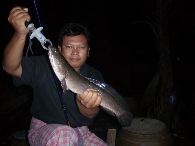 ตั๊บๆๆๆ....เสียงมันไล่กัด ลูกปลาอยู่ ชายบ่อ ตัดตาเบ็ดออก ผูกปลายาง ตีแทน.....และแล้ว....ตัวนี้ โดน ป