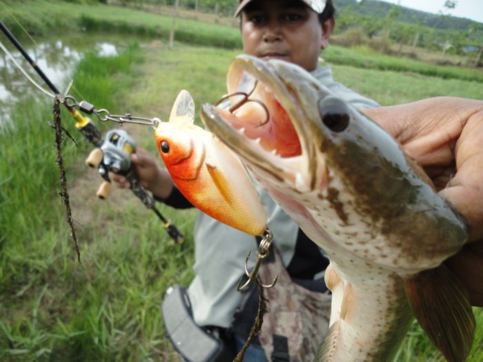 เหยื่อ พี่เป้ หาดใหญ่ คับ :grin:   :cheer: