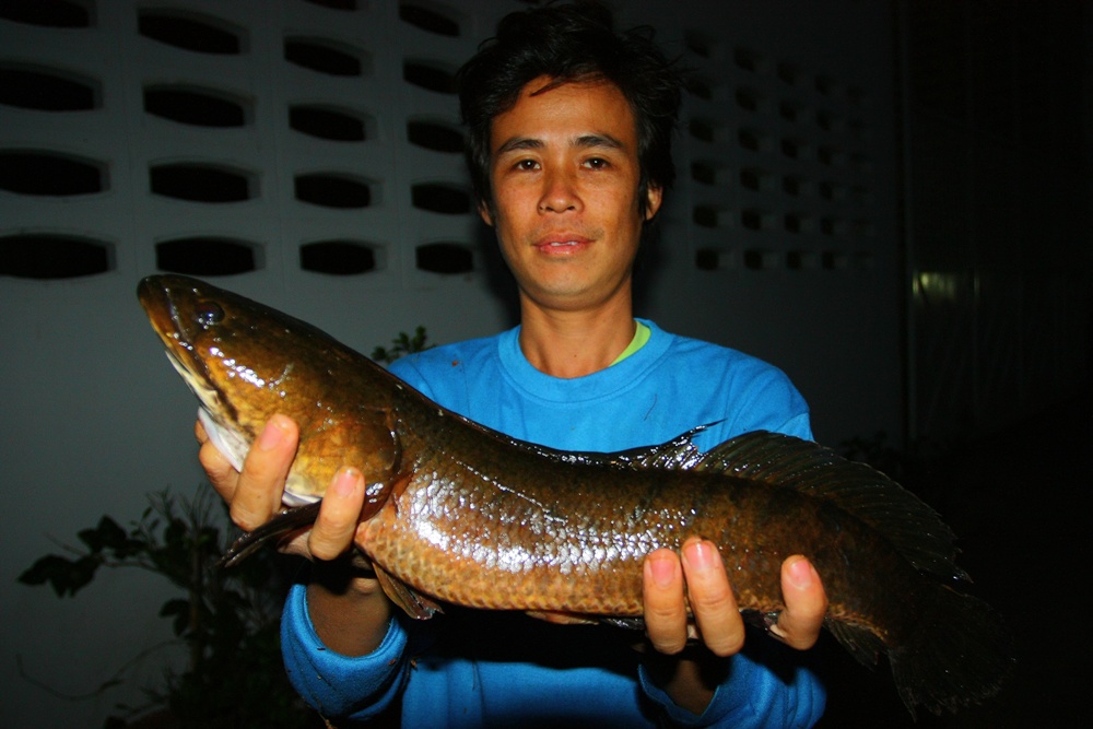 ผลงานของตี๋น้อยก่อนปีใหม่ครับ... :cheer: :cheer: :cheer: :cheer:
 :love: :love: :love: :love: :love
