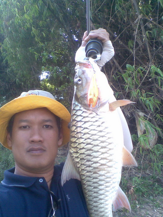  :cheer: [b]จากการสังเกตุเมือปลาขึ้นไล่ลูกปลาสร้อย ขึ้นผิวน้ำ ไม่ว่าลูกปลาจะกระโดดหรือ ว่ายซิกแซกยัง