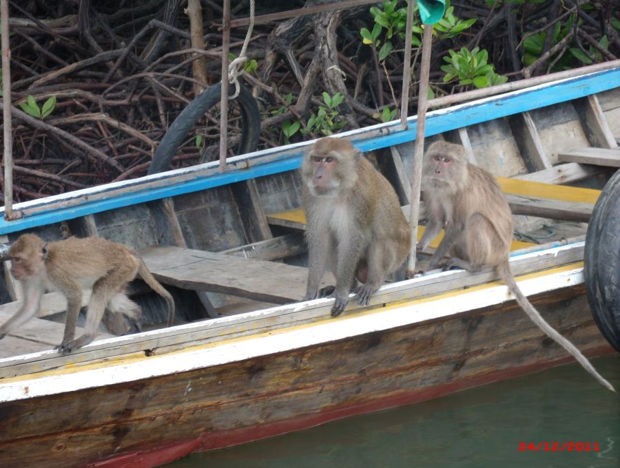 เดินทางผ่านป่าโกงกางเห็นเรือประมงกำลังเจอนักเลงเจ้าถิ่นยึดอยู่ไม่รู้จะช่วยยังไงปล่อยให้เขาเครียกันเอ