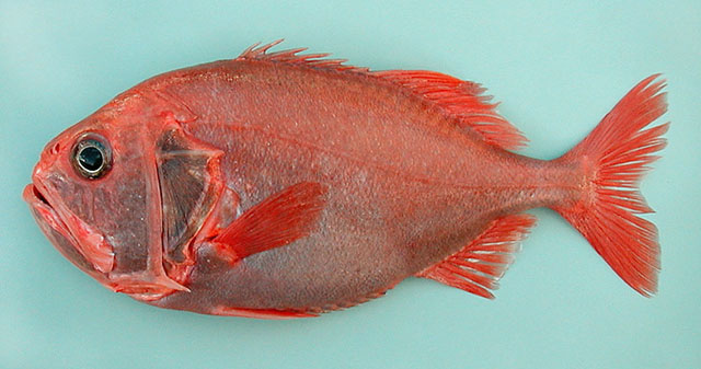 ผมไม่รุจักชื่อมัน แต่เห็นนักตกปลาตกได้บ่อยๆแถวชายร่องอันดามัน
Gephyroberyx darwinii   (Johnson, 186