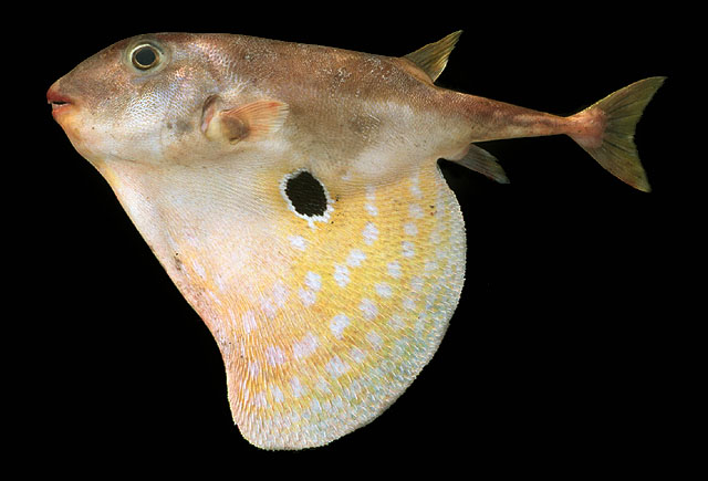ปลาปักเป้าสามเหลี่ยม
Triodon macropterus   Lesson, 1831 
Threetooth puffer 
ขนาด 40cm
พบตามผิวน้