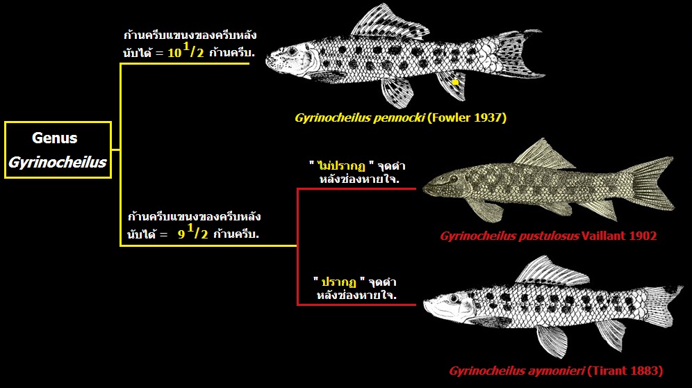 Genus Gyrinocheilus : สกุลปลาสร้อยน้ำผึ้ง.