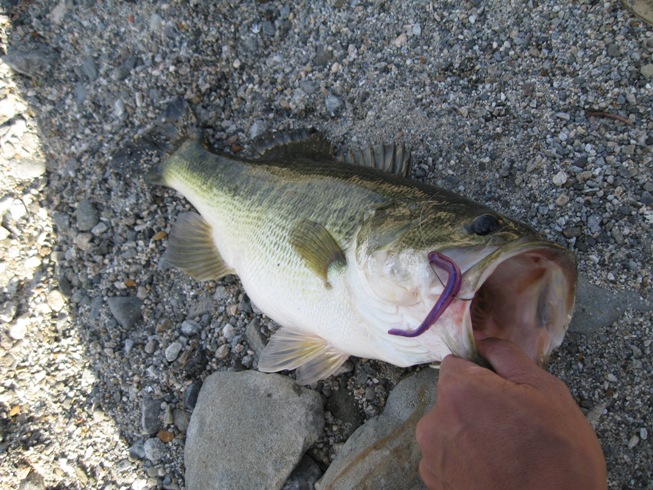 ฺLargemouth Bassssss     :grin: