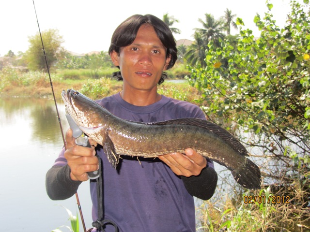 ลากันด้วยภาพนี้ละครับ...ขอบคุณเพื่อนสมาชิก siamfishing ทุกท่านที่ติดตามชมครับ  (ผิดพลาาดประการใด ขออ