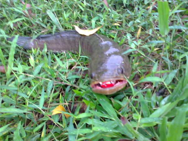ตัวที่สอง  เต็มคำ :laughing: :laughing: :laughing: