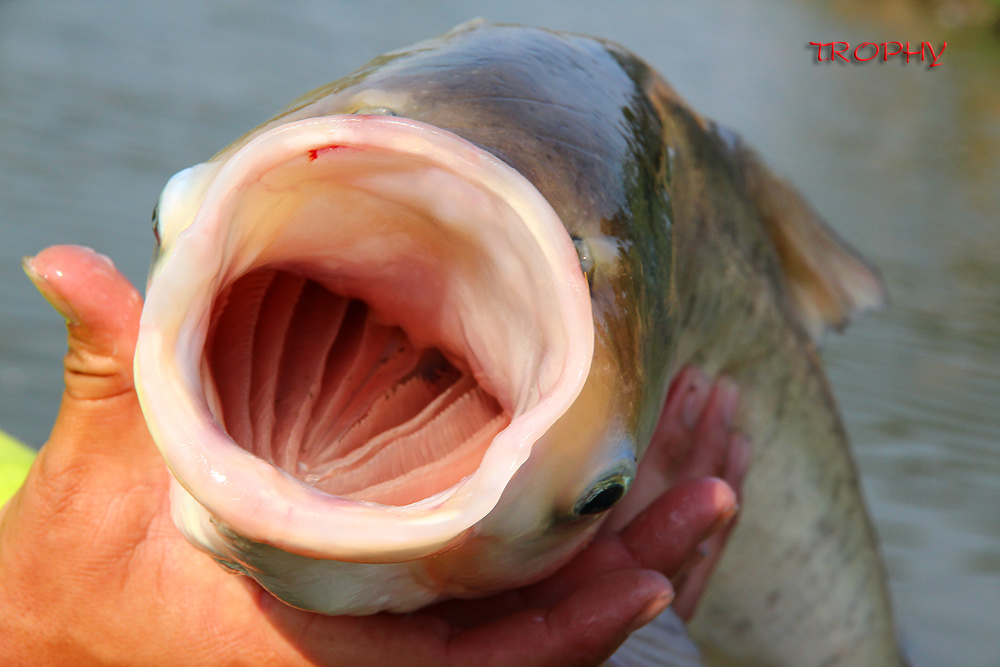 ถ่ายให้ดูปากใกล้ๆ ครับ จะเห็นว่าปากยังสะอาดไร้ริ้วรอย แสดงว่าปลาที่นี่ยังสดอยู่ทุกตัว ไม่ค่อยโดนเบ็ด