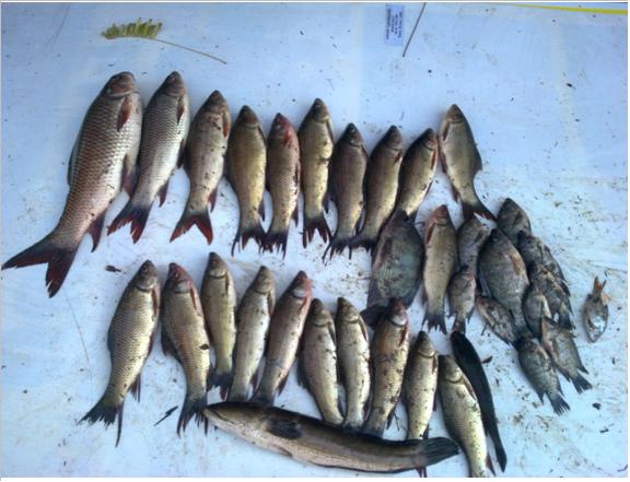 ปลารวมในวันนี้ครับได้ปลายี่สกมา 25ตัว,ปลาช่อน 2ตัว,ปลานิลอีก 4ตัวครับ
                             