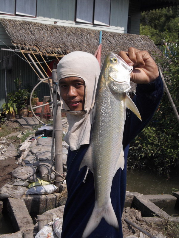 โปรยะเอาจริงล่ะ สักพักงัดตัวนี้ขึ้นมา ตัวนี้ น่าจะเกือบ 1.5 kg 